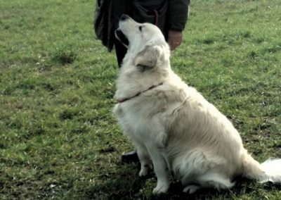 Golden retriever seduto di spalle riceve la ricompensa dalla mano del conduttore