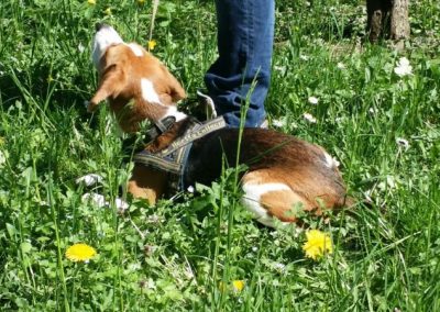 Cane rosso e bianco con pettorina rotola felice sull'erba fiorita di tarassaco