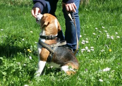 Beagle con pettorina attende un premio dalla mano del conduttore tra i fiori
