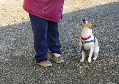 Jack Russell terrier al guinzaglio seduto guarda attento la proprietaria