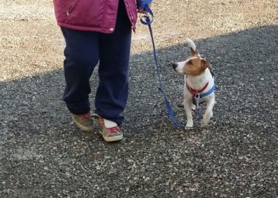 Jack Russell terrier con pettorina rosa cammina al guinzaglio accanto alla proprietaria