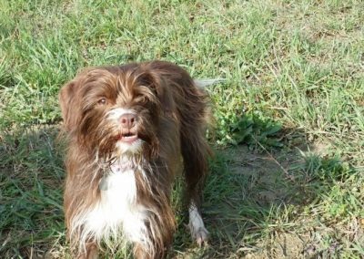 Cagnolino marrone e bianco dal pelo arruffato accucciato sul prato al sole