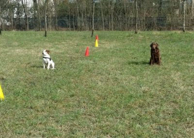 Due cani lavorano tra i coni sul campo durante un esercizio di percorso