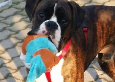 Boxer tigrato con pettorina rossa tiene in bocca un peluche colorato