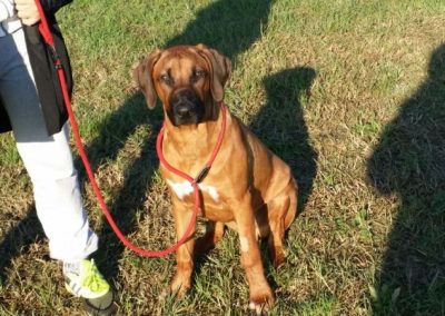 Rhodesian ridgeback al guinzaglio rosso seduto attento accanto al conduttore