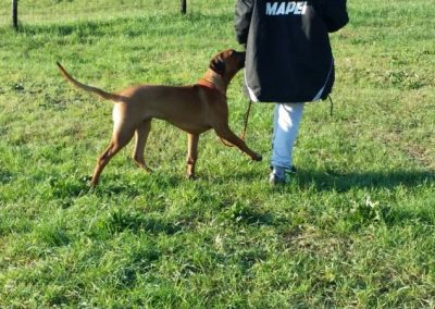 Rhodesian ridgeback annusa il terreno seguendo il conduttore sul campo