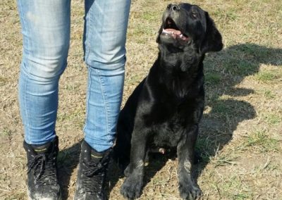 Labrador nero seduto guarda verso l'alto la proprietaria sul campo erboso
