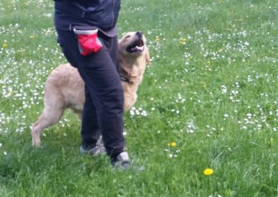 Golden retriever salta verso il conduttore durante un gioco sul prato fiorito
