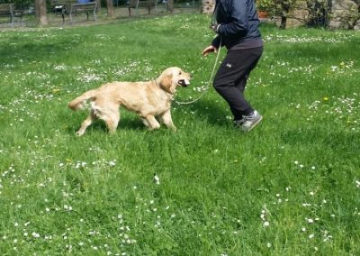 Golden retriever in movimento segue il conduttore sul prato fiorito di margherite