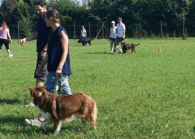 Australian Shepherd al guinzaglio durante una lezione di gruppo nel campo cinofilo
