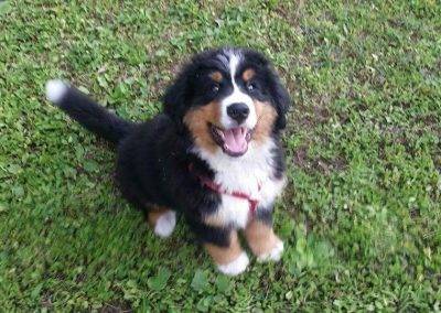 Cucciolo di Bovaro del Bernese seduto sul prato con la lingua di fuori