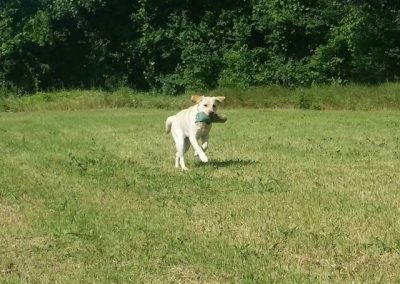 Labrador chiaro che corre felice nel prato con un riporto in bocca