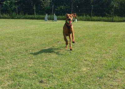 Cane fulvo che corre a tutta velocita nel campo recintato durante il gioco