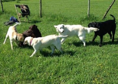 Gruppo di cani che socializzano e giocano insieme nell'area recintata