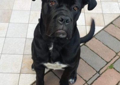 Cucciolo di Cane Corso nero seduto sul cortile in mattoni