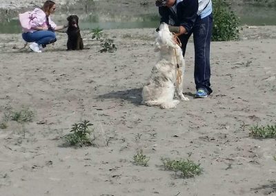 Educatore lavora con un cane bianco seduto in addestramento all'aperto sul greto