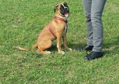Boxer fulvo seduto attento davanti al conduttore durante la lezione