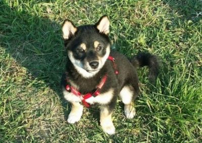 Cucciolo nero focato seduto sul prato con pettorina rossa