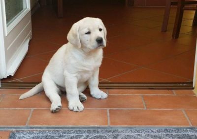Cucciolo di Labrador chiaro seduto sulla soglia di casa