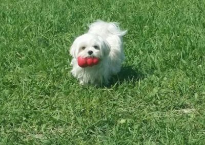 Piccolo cane bianco che corre nel prato con una pallina in bocca