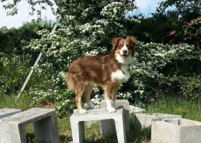 Cucciolo di Australian Shepherd rosso in piedi su blocchi tra i cespugli fioriti