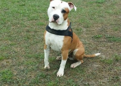 American Staffordshire bianco e fulvo seduto sul prato con pettorina