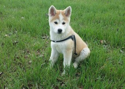 Cucciolo tipo Akita seduto sul prato con pettorina durante la socializzazione