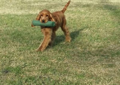 Cocker Spaniel fulvo che riporta un salsicciotto da addestramento sul campo