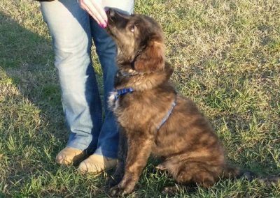 Cucciolo di pastore al fianco della conduttrice cerca il contatto durante la lezione