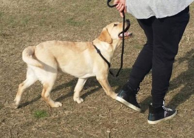 Labrador chiaro al guinzaglio cammina al fianco del conduttore in addestramento