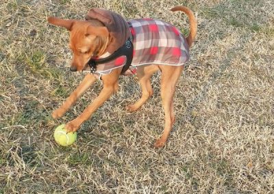 Cane fulvo con cappottino a quadri pronto a giocare con una pallina da tennis