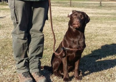 Labrador cioccolato seduto al fianco del conduttore durante la lezione