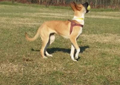 Cane fulvo agile che riprende al volo una pallina nel campo soleggiato