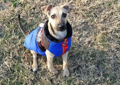 Piccolo cane con cappottino blu seduto attento sul prato