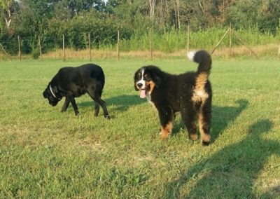 Bovaro del Bernese e Labrador nero che esplorano insieme il campo recintato
