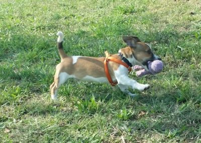 Cucciolo che gioca con la pallina correndo nel prato del centro cinofilo