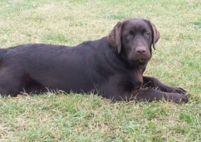 Labrador cioccolato disteso e rilassato sul prato