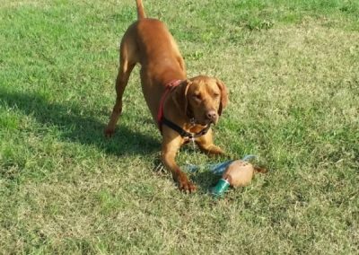 Pointer fulvo concentrato sul gioco con un riporto nel prato