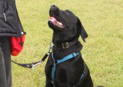 Labrador nero seduto attento guarda la conduttrice con pettorina azzurra