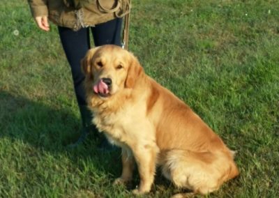 Golden Retriever seduto accanto alla proprietaria al guinzaglio su un prato