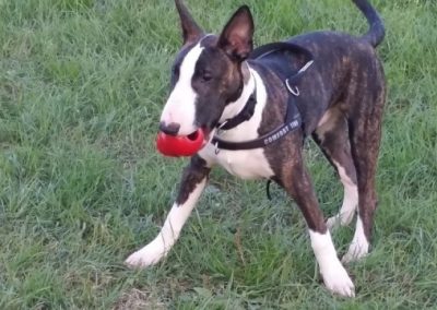 Bull Terrier a pelo tigrato gioca con una pallina rossa sull'erba