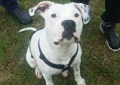 American Bulldog bianco seduto tra le persone con pettorina al campo