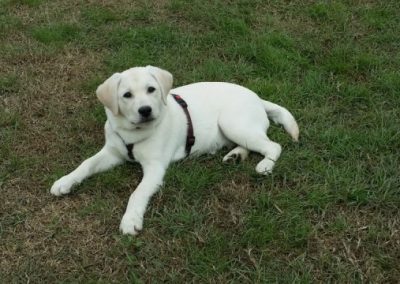 Cucciolo di Labrador chiaro sdraiato a riposo sul prato verde