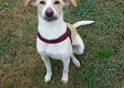 Cane meticcio bianco e fulvo seduto con pettorina rossa sull'erba