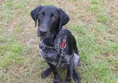 Cane nero con pettorina e collare seduto attento sul prato