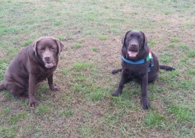 Due Labrador adulti color cioccolato seduti vicini sull'erba