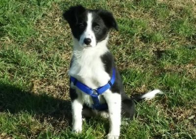 Cucciolo di Border Collie bianco e nero con pettorina blu seduto