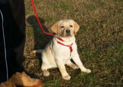 Cucciolo di Labrador chiaro al guinzaglio rosso accanto al conduttore