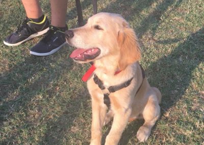 Golden Retriever seduto con pettorina che gioca accanto a due persone