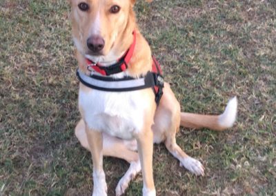 Cane meticcio fulvo e bianco con pettorina seduto sul prato